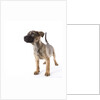 Mastiff puppy by Anonymous