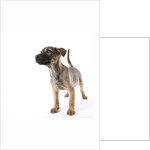 Mastiff puppy by Anonymous