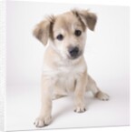 Cute puppy by Anonymous