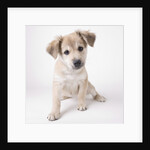 Cute puppy by Anonymous