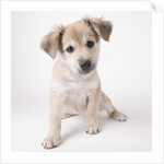 Cute puppy by Anonymous