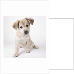 Cute puppy by Anonymous