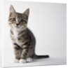 Tabby kitten by Anonymous