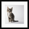 Tabby kitten by Anonymous
