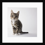 Tabby kitten by Anonymous