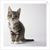Tabby kitten by Anonymous