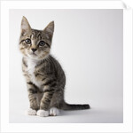 Tabby kitten by Anonymous