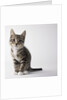 Tabby kitten by Anonymous