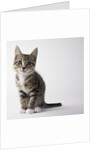 Tabby kitten by Anonymous