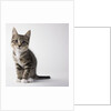 Tabby kitten by Anonymous