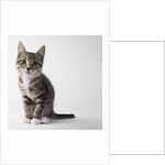 Tabby kitten by Anonymous