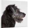 Wolfhound puppy by Anonymous