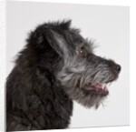 Wolfhound puppy by Anonymous