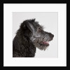 Wolfhound puppy by Anonymous