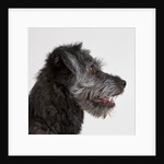 Wolfhound puppy by Anonymous