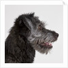 Wolfhound puppy by Anonymous