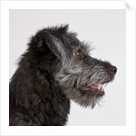 Wolfhound puppy by Anonymous