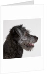 Wolfhound puppy by Anonymous