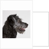 Wolfhound puppy by Anonymous