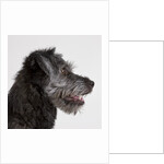 Wolfhound puppy by Anonymous