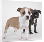 American bulldog puppies by Anonymous