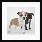 American bulldog puppies by Anonymous