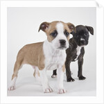 American bulldog puppies by Anonymous