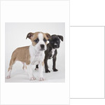 American bulldog puppies by Anonymous