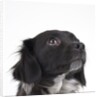Spaniel puppy looking up by Anonymous