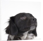 Spaniel puppy looking up by Anonymous