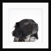 Spaniel puppy looking up by Anonymous