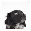 Spaniel puppy looking up by Anonymous