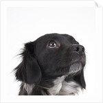 Spaniel puppy looking up by Anonymous