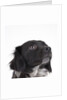 Spaniel puppy looking up by Anonymous