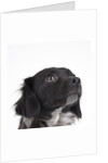 Spaniel puppy looking up by Anonymous