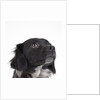 Spaniel puppy looking up by Anonymous