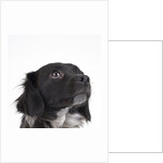 Spaniel puppy looking up by Anonymous