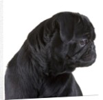 Black Pug by Anonymous