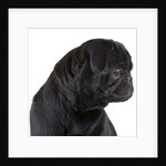 Black Pug by Anonymous