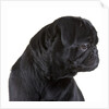 Black Pug by Anonymous