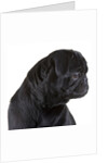 Black Pug by Anonymous