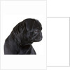 Black Pug by Anonymous