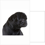 Black Pug by Anonymous
