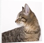 Tabby cat by Anonymous