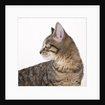 Tabby cat by Anonymous