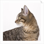 Tabby cat by Anonymous