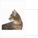 Tabby cat by Anonymous