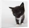 Black and white kitten by Anonymous