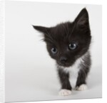 Black and white kitten by Anonymous