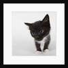 Black and white kitten by Anonymous